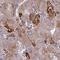 Striatin Interacting Protein 1 antibody, HPA060302, Atlas Antibodies, Immunohistochemistry frozen image 