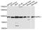 Adaptor Protein, Phosphotyrosine Interacting With PH Domain And Leucine Zipper 1 antibody, A4606, ABclonal Technology, Western Blot image 
