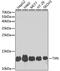 Thioredoxin antibody, 15-733, ProSci, Western Blot image 