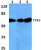 Transcription Factor Binding To IGHM Enhancer 3 antibody, GTX66746, GeneTex, Western Blot image 