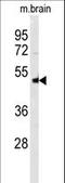 Neuronal Pentraxin 1 antibody, LS-C162973, Lifespan Biosciences, Western Blot image 