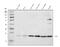 Transcription Factor A, Mitochondrial antibody, A01119-1, Boster Biological Technology, Western Blot image 