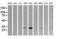 Kallikrein Related Peptidase 8 antibody, LS-C174720, Lifespan Biosciences, Western Blot image 