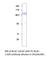 Lactotransferrin antibody, BLAC-101AP, FabGennix, Western Blot image 