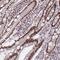 THO Complex 2 antibody, NBP1-92500, Novus Biologicals, Immunohistochemistry frozen image 