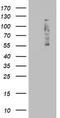 F-Box And WD Repeat Domain Containing 7 antibody, LS-C789662, Lifespan Biosciences, Western Blot image 