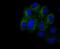 Integrin Subunit Beta 3 antibody, M00587-1, Boster Biological Technology, Immunofluorescence image 