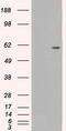 Nuclear Receptor Binding Protein 1 antibody, TA500432, Origene, Western Blot image 