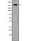 Talin 2 antibody, abx219003, Abbexa, Western Blot image 