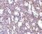 Interleukin 32 antibody, ab37158, Abcam, Immunohistochemistry paraffin image 