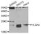 Pleckstrin Homology Like Domain Family A Member 2 antibody, LS-C334582, Lifespan Biosciences, Western Blot image 