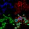 FIG4 Phosphoinositide 5-Phosphatase antibody, SMC-468D-APC, StressMarq, Immunofluorescence image 