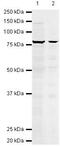 Eukaryotic Translation Initiation Factor 4B antibody, PA5-19772, Invitrogen Antibodies, Western Blot image 