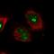 KRR1 Small Subunit Processome Component Homolog antibody, HPA043433, Atlas Antibodies, Immunofluorescence image 