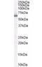 Karyopherin Subunit Alpha 1 antibody, orb18624, Biorbyt, Western Blot image 