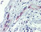 EH Domain Containing 4 antibody, LS-B4022, Lifespan Biosciences, Immunohistochemistry paraffin image 