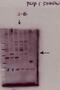 Fli-1 Proto-Oncogene, ETS Transcription Factor antibody, NB100-56141, Novus Biologicals, Western Blot image 