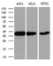 Transaldolase 1 antibody, LS-C792247, Lifespan Biosciences, Western Blot image 