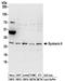 Syntaxin 6 antibody, NBP2-32270, Novus Biologicals, Western Blot image 