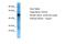 Oviductin antibody, A16571, Boster Biological Technology, Western Blot image 