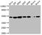 Nuclear Distribution C, Dynein Complex Regulator antibody, CSB-RA906015A0HU, Cusabio, Western Blot image 