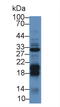 DGK-alpha antibody, LS-B16771, Lifespan Biosciences, Western Blot image 