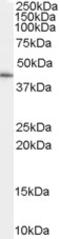 GATA Binding Protein 5 antibody, STJ71013, St John