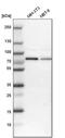RNA Binding Motif Protein 14 antibody, PA5-52314, Invitrogen Antibodies, Western Blot image 