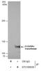 O-Linked N-Acetylglucosamine (GlcNAc) Transferase antibody, GTX109939, GeneTex, Immunoprecipitation image 