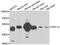 Amylase Alpha 1C (Salivary) antibody, abx006844, Abbexa, Western Blot image 