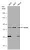 TRNA Methyltransferase 2 Homolog A antibody, GTX131442, GeneTex, Western Blot image 