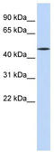 Hepatocyte Nuclear Factor 4 Alpha antibody, TA338335, Origene, Western Blot image 