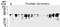 Bifunctional Apoptosis Regulator antibody, NB100-56093, Novus Biologicals, Western Blot image 