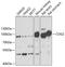 Conserved oligomeric Golgi complex subunit 2 antibody, 22-084, ProSci, Western Blot image 