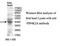 Phosphatidylinositol-5-Phosphate 4-Kinase Type 2 Alpha antibody, MBS415527, MyBioSource, Western Blot image 