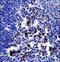 POU Class 2 Homeobox Associating Factor 1 antibody, LS-C163873, Lifespan Biosciences, Immunohistochemistry frozen image 