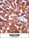 Cytochrome B5 Type A antibody, 57-429, ProSci, Immunohistochemistry frozen image 