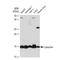 Lysozyme antibody, GTX03202, GeneTex, Western Blot image 