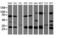 Mitochondrial Translational Initiation Factor 3 antibody, LS-C336973, Lifespan Biosciences, Western Blot image 