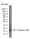 Histone Cluster 1 H2B Family Member A antibody, 4974-8158G, Bio-Rad (formerly AbD Serotec) , Enzyme Linked Immunosorbent Assay image 