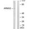 Armadillo Repeat Containing X-Linked 2 antibody, A16296, Boster Biological Technology, Western Blot image 