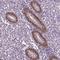 Distal-Less Homeobox 5 antibody, HPA005670, Atlas Antibodies, Immunohistochemistry frozen image 