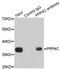 Protein Phosphatase 4 Catalytic Subunit antibody, LS-C331901, Lifespan Biosciences, Immunoprecipitation image 