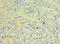 Glutathione S-Transferase Omega 2 antibody, LS-C379577, Lifespan Biosciences, Immunohistochemistry frozen image 