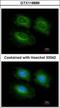 Phosphodiesterase 10A antibody, GTX118886, GeneTex, Immunocytochemistry image 