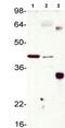 SOD3 antibody, ab83108, Abcam, Western Blot image 