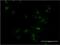 Msh Homeobox 1 antibody, H00004487-M11, Novus Biologicals, Immunofluorescence image 