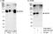 Protein Phosphatase 6 Regulatory Subunit 2 antibody, A300-969A, Bethyl Labs, Immunoprecipitation image 