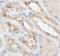Caprin Family Member 2 antibody, FNab10388, FineTest, Immunohistochemistry frozen image 