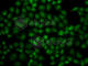 Ubiquitin Specific Peptidase 26 antibody, A7999, ABclonal Technology, Immunofluorescence image 